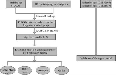 Identifying and Validating of an Autophagy-Related Gene Signature for the Prediction of Early Relapse in Breast Cancer